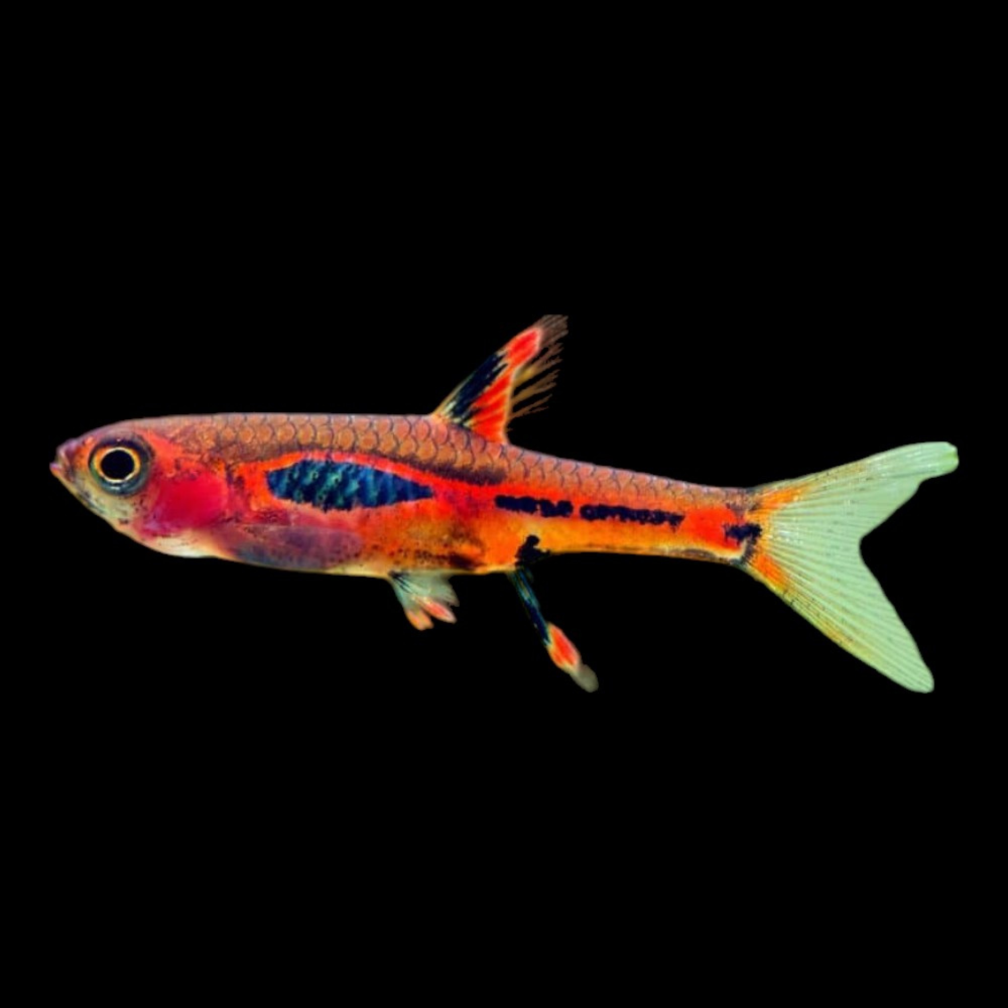 tetras-schooling-fish